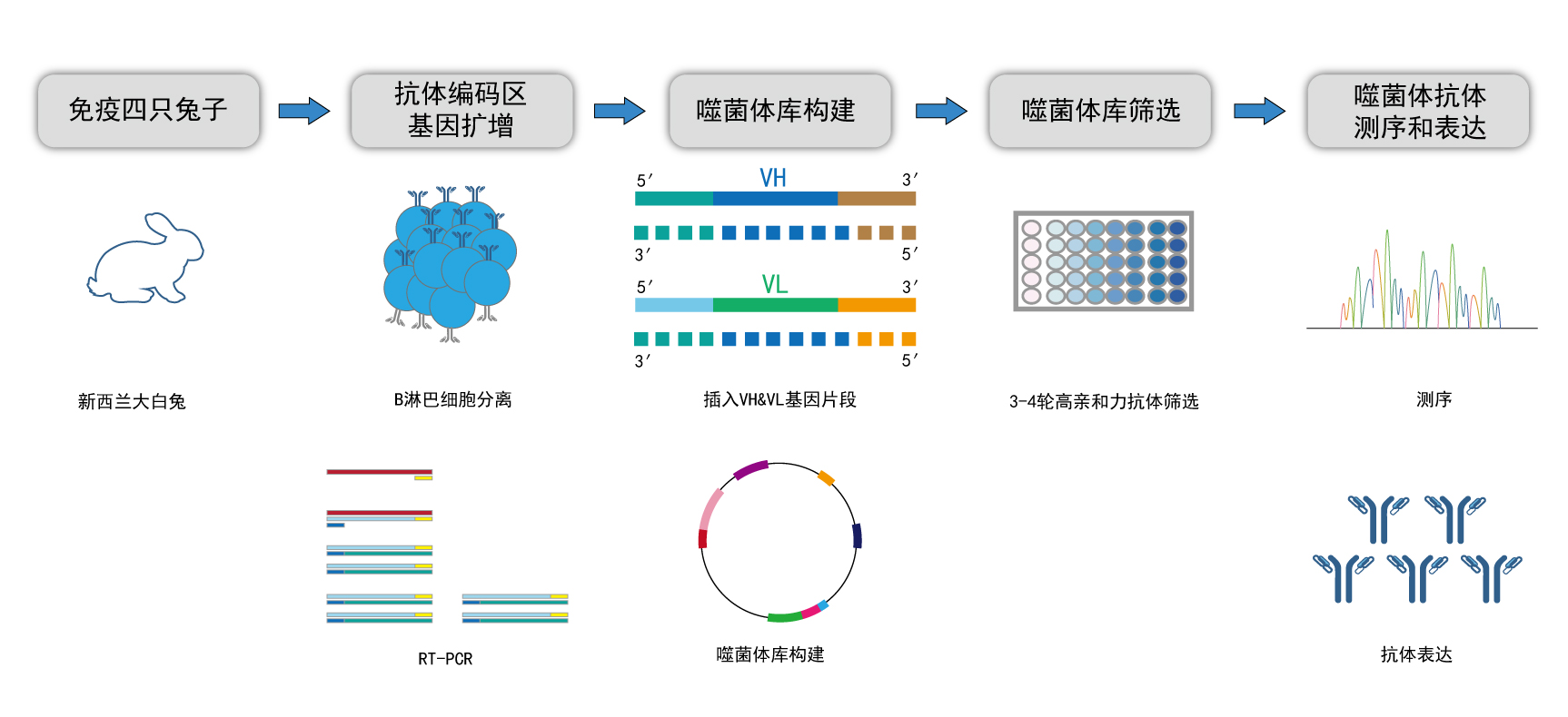 兔单抗定制流程