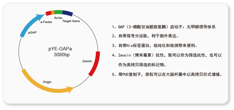 钟鼎酵母表达载体说明