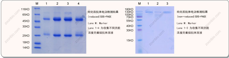 抗体表达结果验证