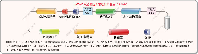 抗体重组表达载体