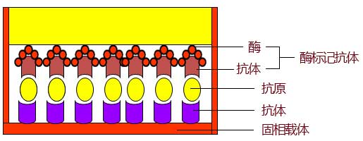 双抗体夹心法原理图