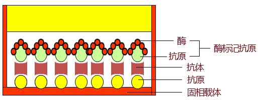双抗原夹心法原理图