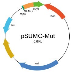 psumo-mut表达载体