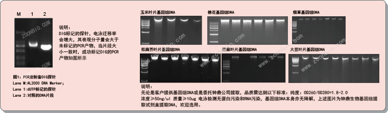 人细小病毒（B19）核酸检测试剂盒（PCR-荧光探针法）的功能