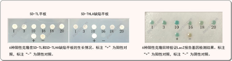 酵母双杂交回转验证