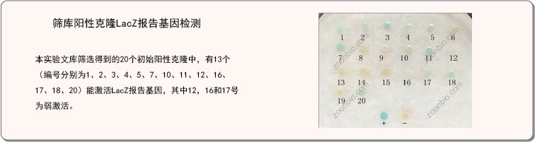 酵母双杂交阳性克隆LacZ报告基因检测