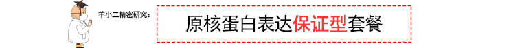 原核蛋白表达常见实验问题，钟鼎蛋白表达热线：400-066-8086