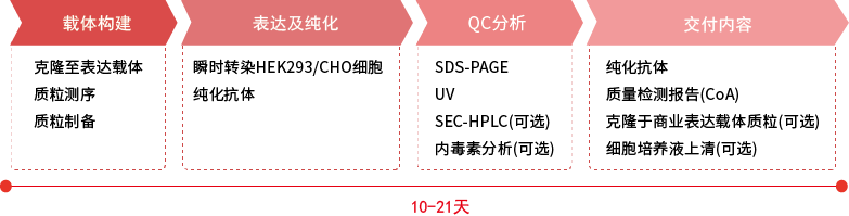 重组抗体制备服务流程