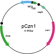 pCzn1载体图谱