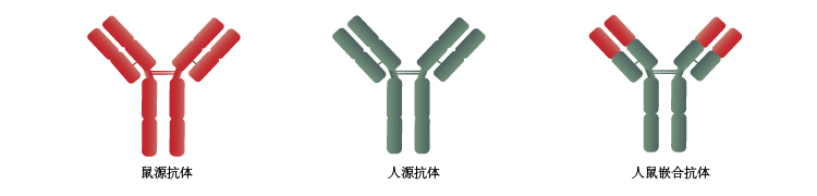 人源化抗体分类