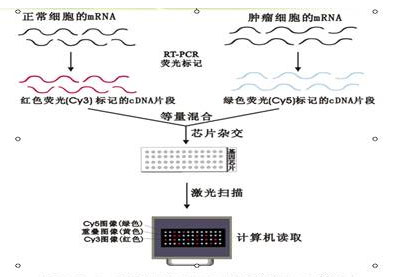 染色质免疫共沉淀