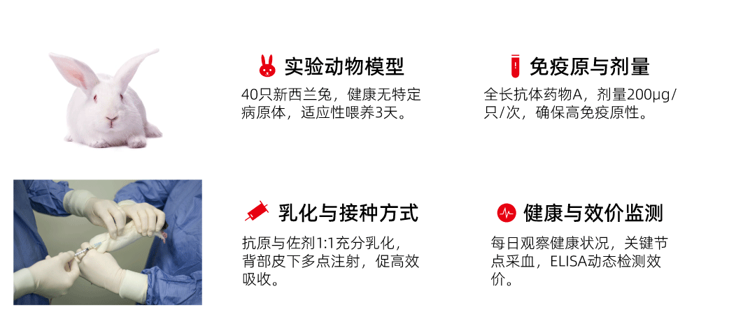 ADA特异性多克隆抗体制备动物免疫
