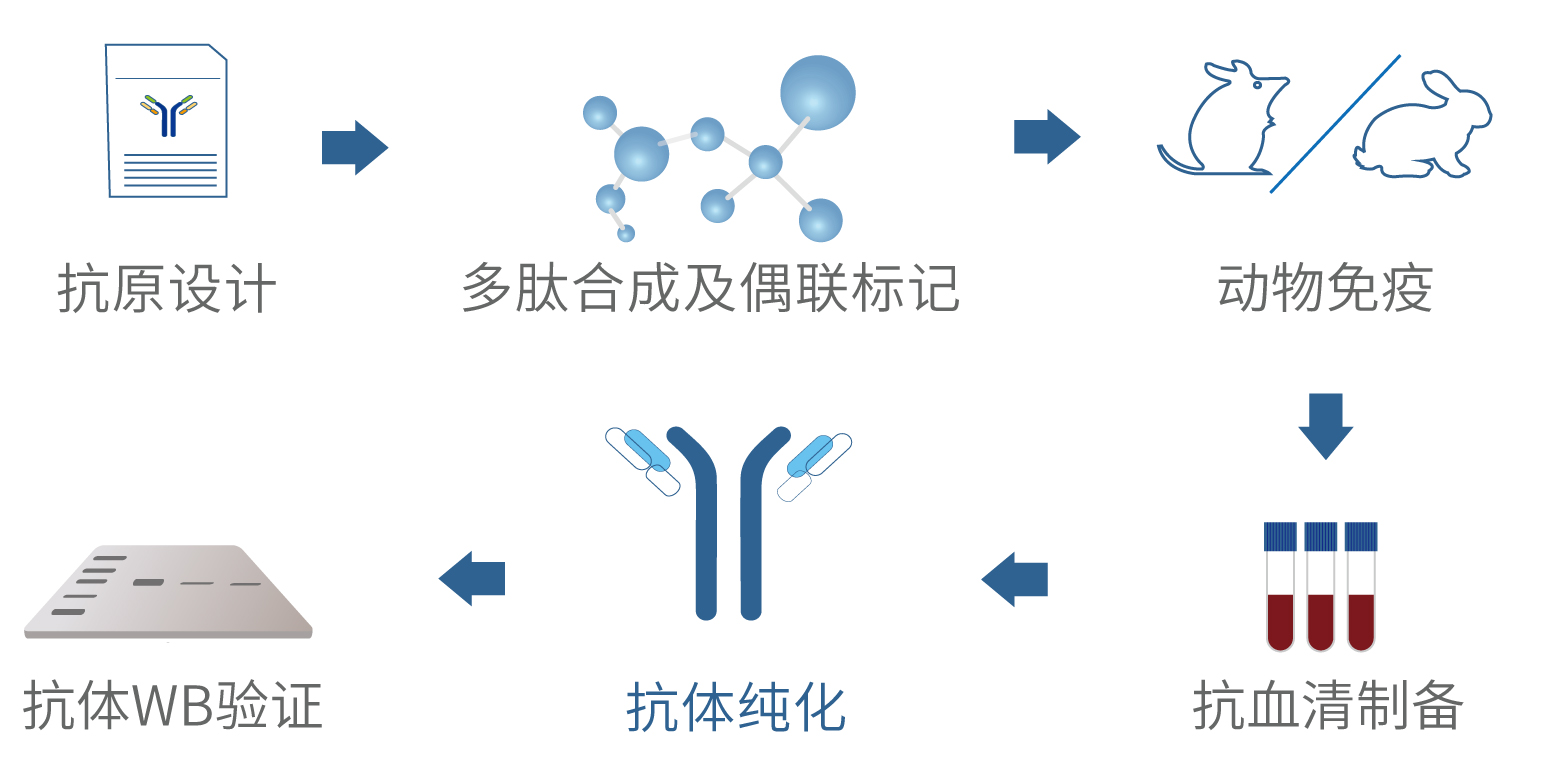 磷酸化抗体制备流程