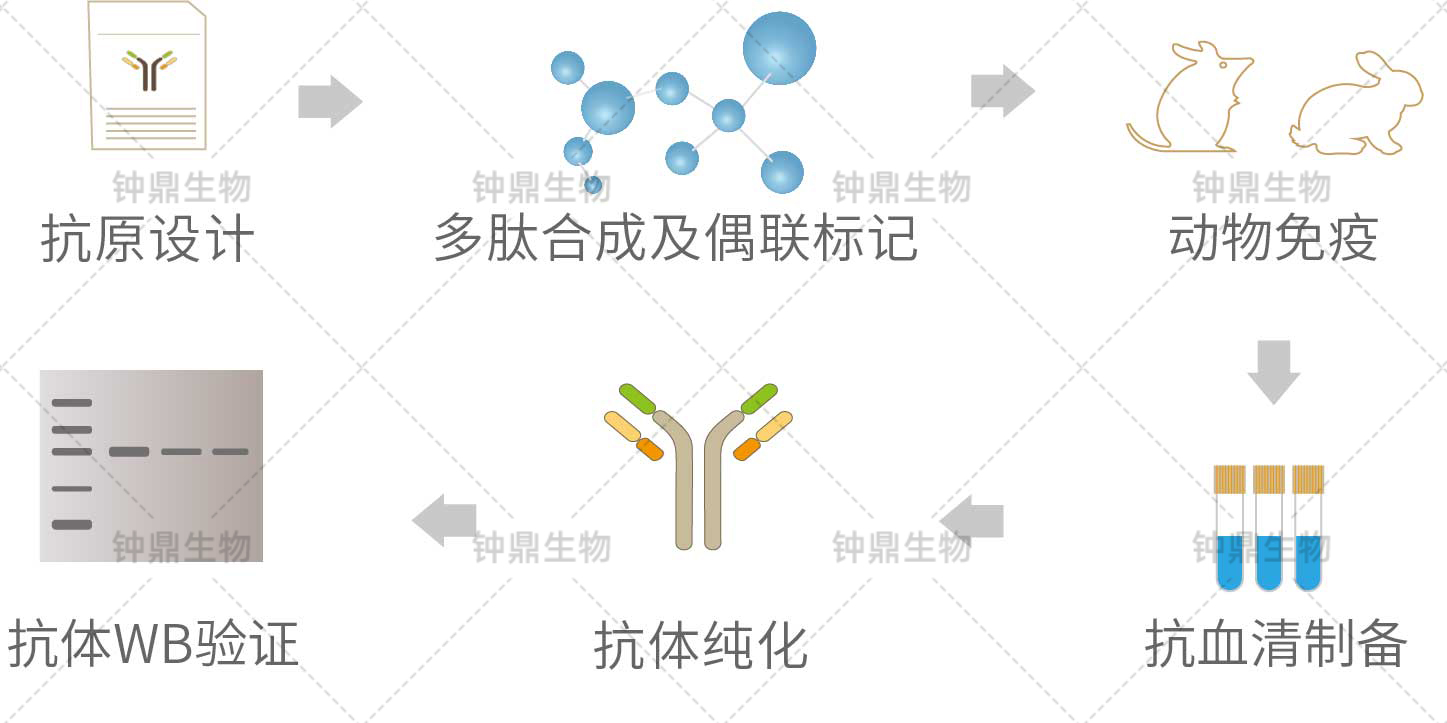 多克隆乙酰化抗体制备步骤