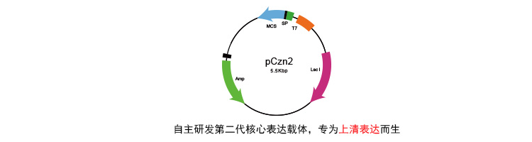 原核蛋白表达纯化