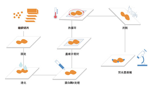荧光原位杂交(fish)技术服务