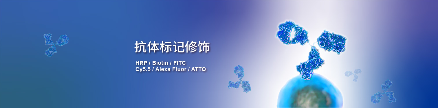 抗体标记修饰