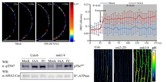 生长素通过TMK磷酸化并激活质子泵（H+-ATPase）导致细胞壁酸化和伸长