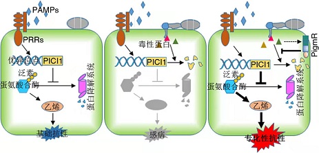 水稻广谱抗病的免疫代谢新机制
