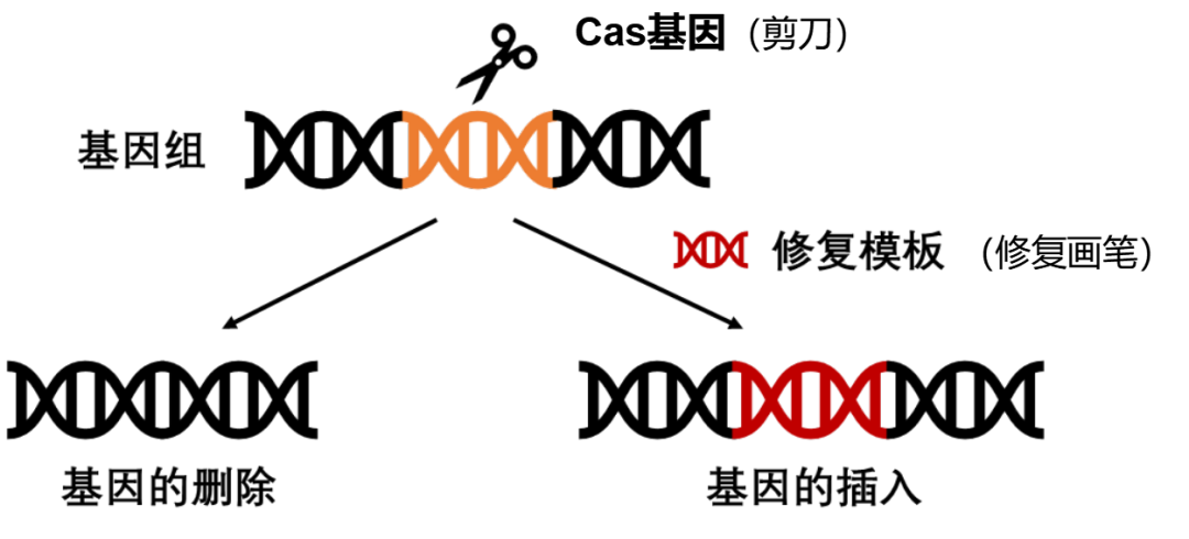 CRISPR/Cas编辑示意图