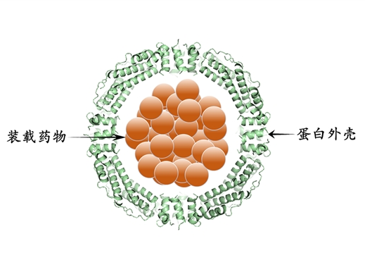蛋白