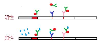 双抗原夹心法模式图图片
