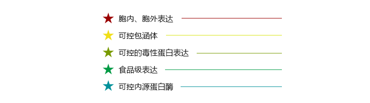 乳酸菌表达体系