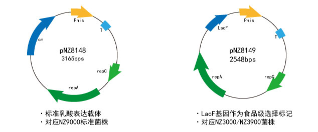 钟鼎酵母表达载体说明