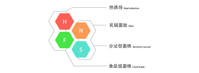 乳酸菌表达体系