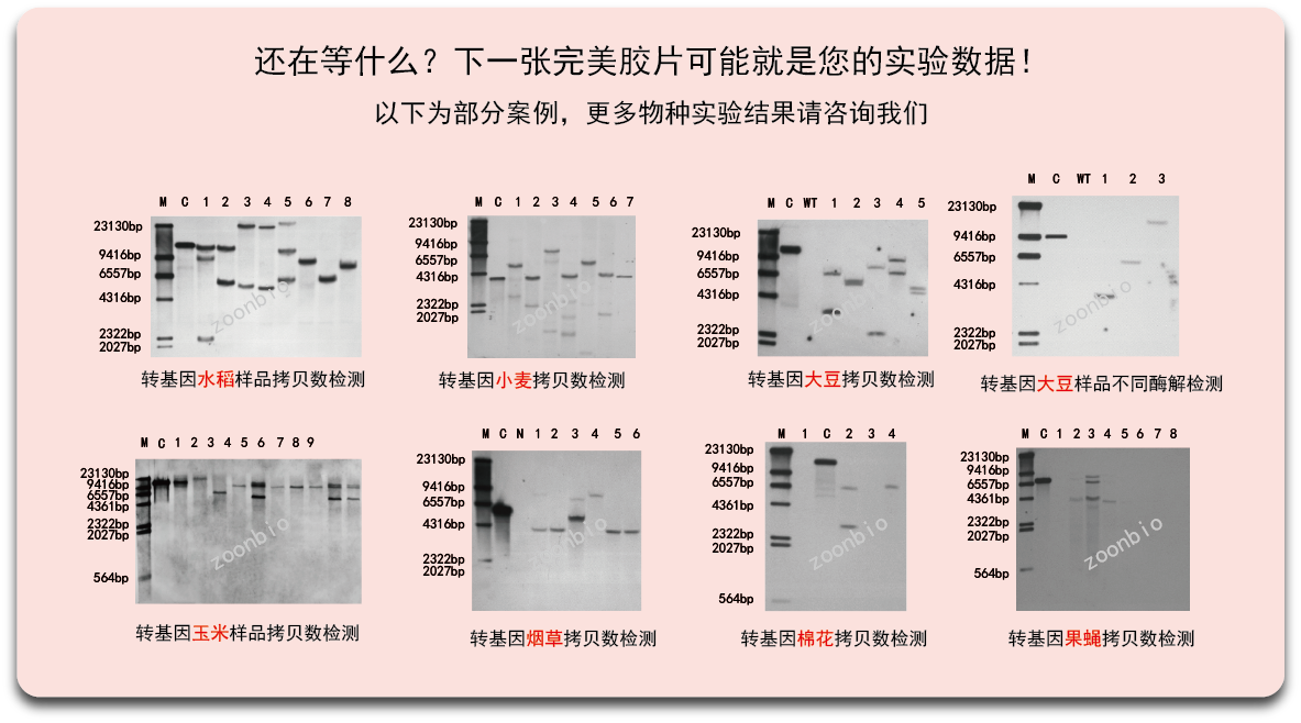 southern杂交液成分图片