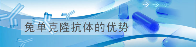 兔单克隆抗体