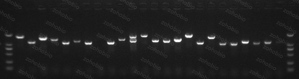 次级文库重组率鉴定