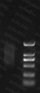 mRNA 分离结果
