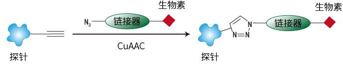 生物正交法偶联生物素