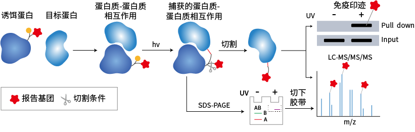 光亲和标记联合AP-MS技术路线