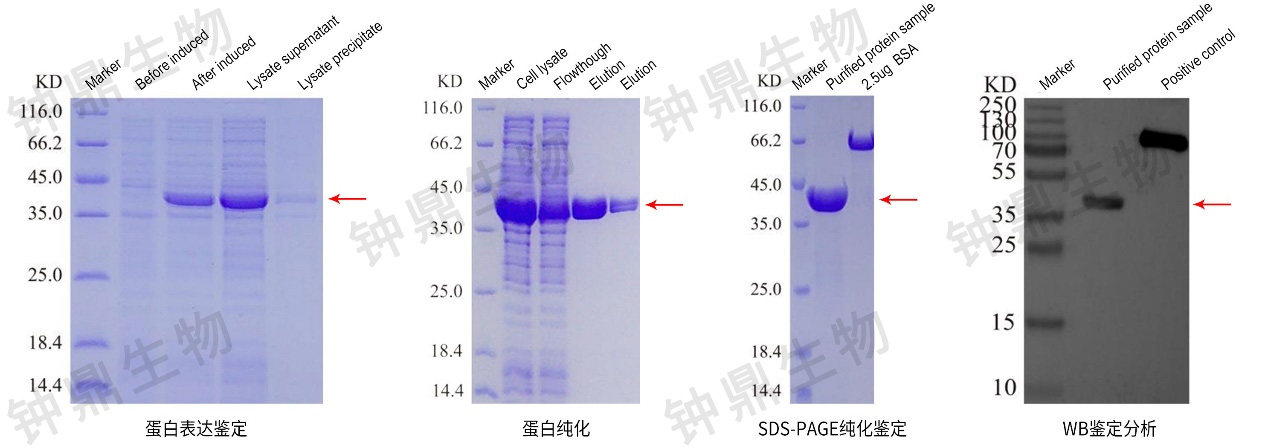 原核蛋白表达案例