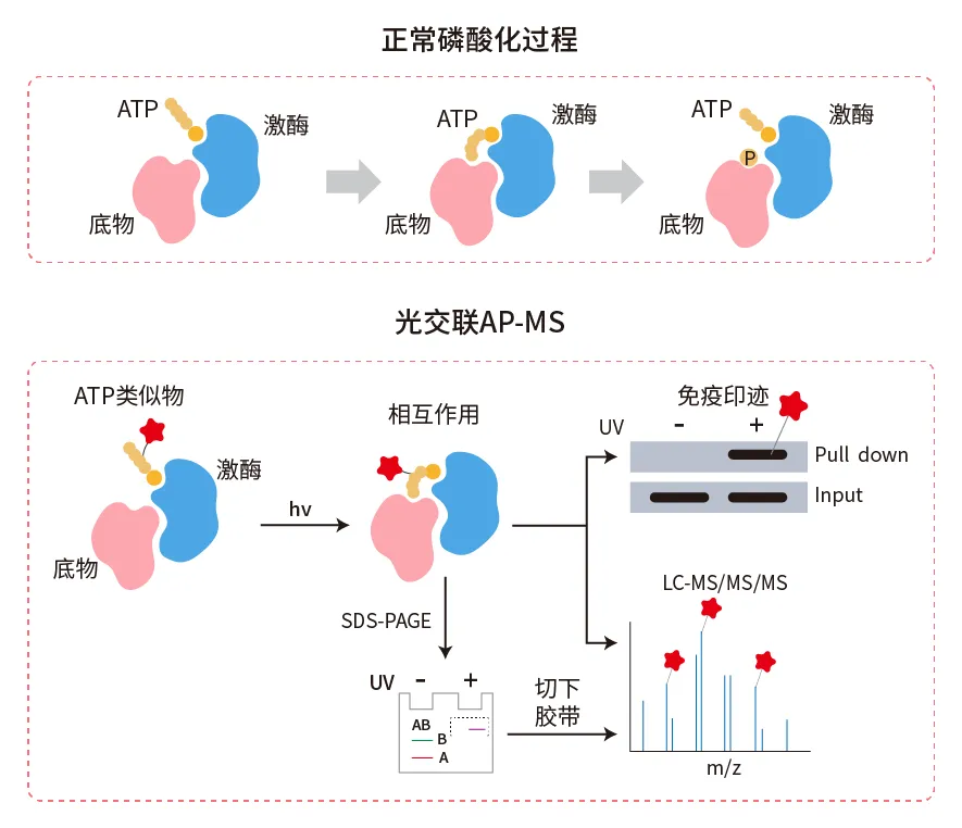 光交联AP-MS技术原理示意图