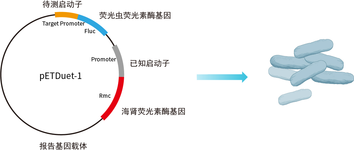 质粒转化及菌落培养