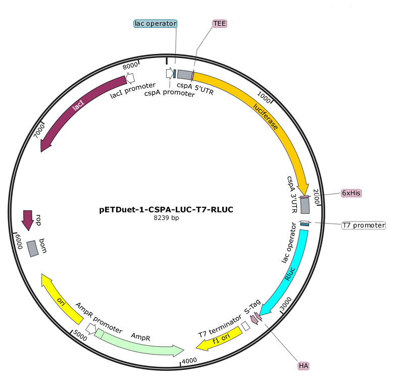 pETDuet-1-T7-LUC-T7-RLUC