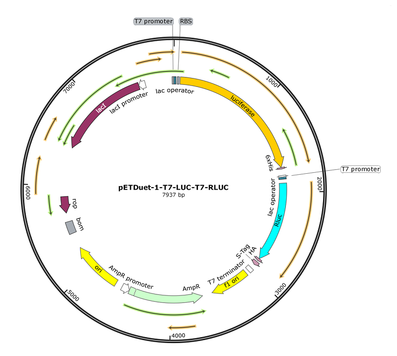 pETDuet-1-US-LUC-T7-RLUC