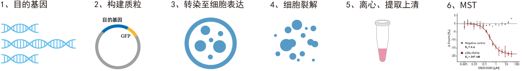 免纯化mst步骤图