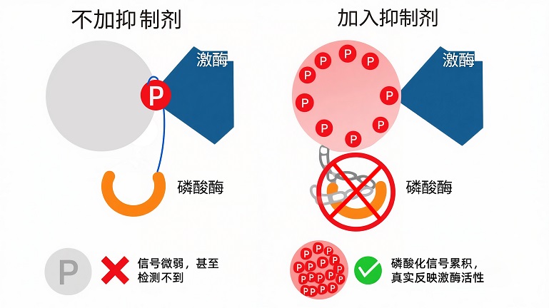 加不加抑制剂的影响