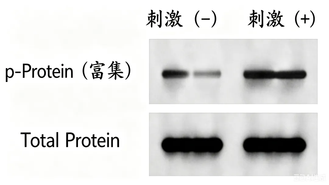免疫沉淀富集后WB检测