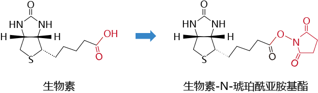 当目标分子含氨基时-选NHS酯衍生物