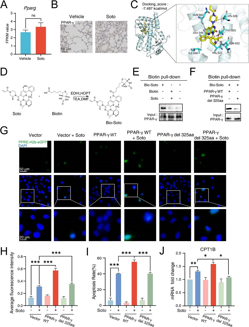 索托拉西布直接结合PPARγ的Thr325位点
