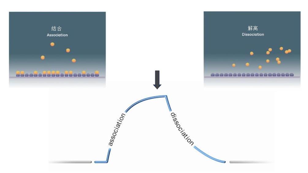 spr检测芯片表面物质变化