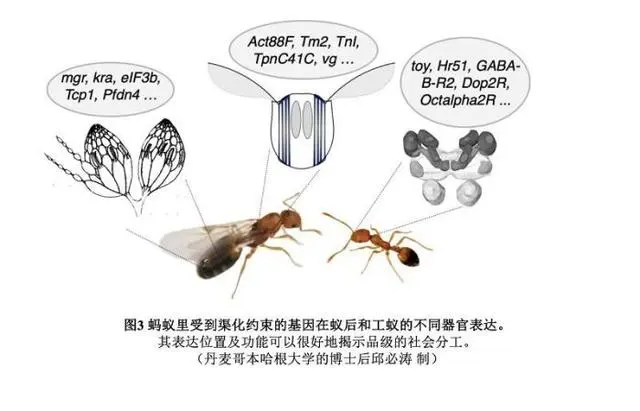 蚁后和工蚁不同器官表达