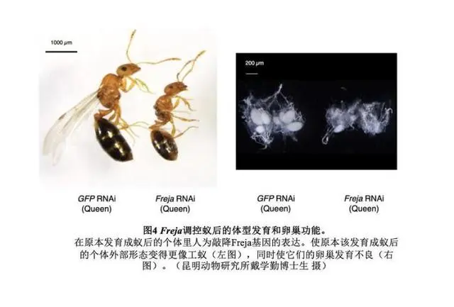 蚁后和工蚁不同器官表达