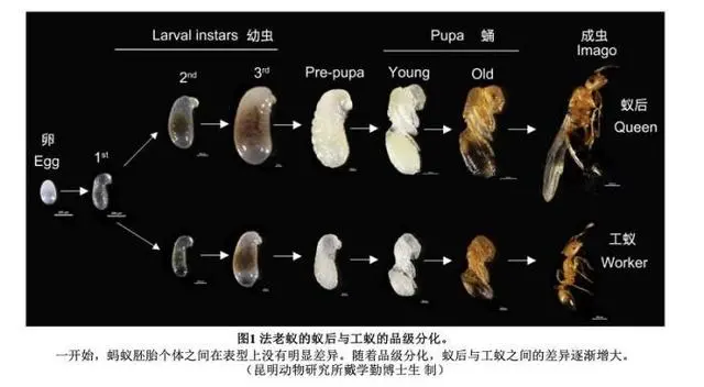 法老蚁的蚁后与工蚁的品级分化