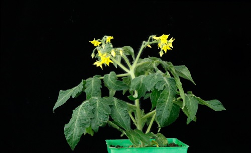 开花的番茄植株